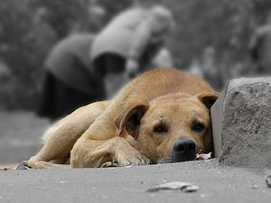 Жестокое обращение с животными будет считаться тяжким преступлением